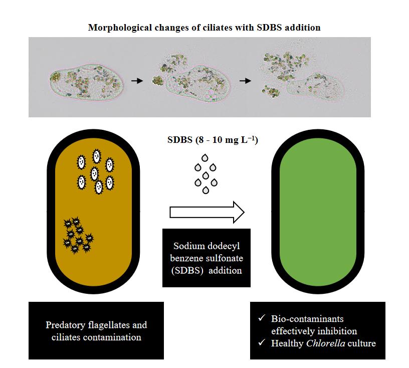Application of surfactant SDBS for controlling zooplanktonic predators in？Chlorella mass culture (Image by WBG).jpg