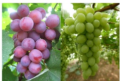 grape.jpg