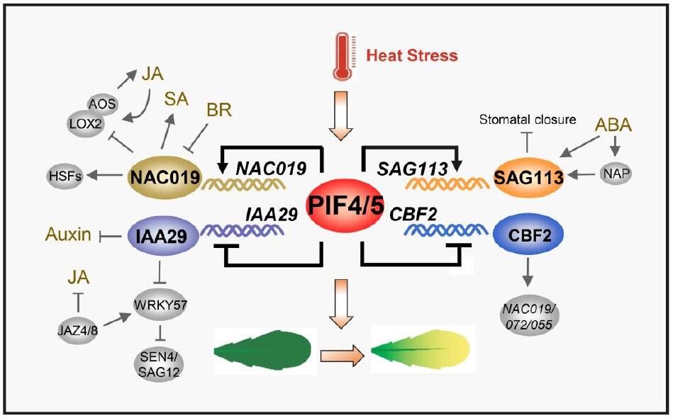 A proposed working model for PIF4 and PIF5