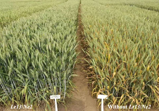 Wheat Hybrid Necrosis Gene Ne2 Provides Leaf Rust Resistance and Valuable for Breeding New Cultivars