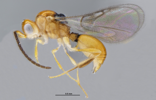 Two Rare New Parasitoid Species Discovered from South China Botanical Garden