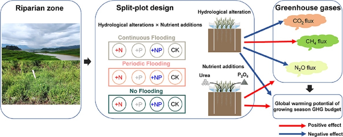Hydrological Alteration and Nutrient Input Greatly Affect Greenhouse Gases Emission