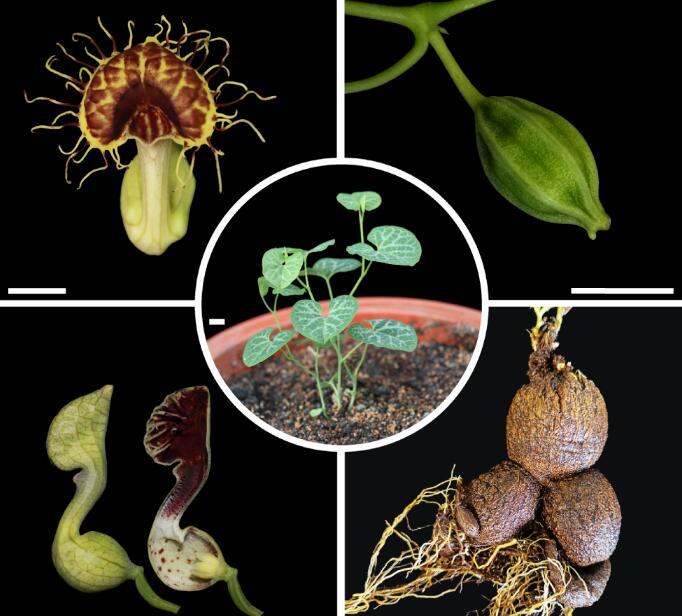 Reference Genome of <em>Aristolochia fimbriata</em> Provides New Insights into Flowering Plant Evolution