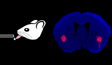 Direct and Indirect Pathway Striatal Neurons Play Distinct Roles in Regulating Movement at both Coarse and Fine Timescales