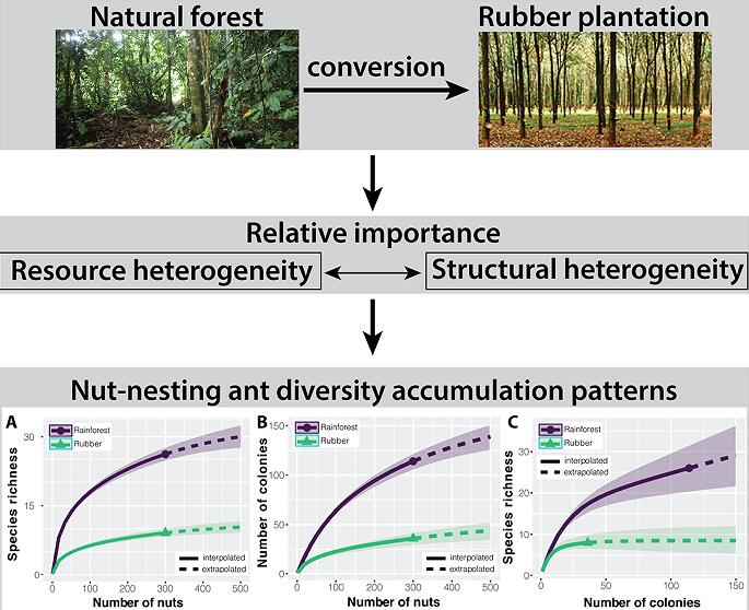 Nut Diversity Shapes Richness Patterns of Nut-nesting Ants in Xishuangbanna