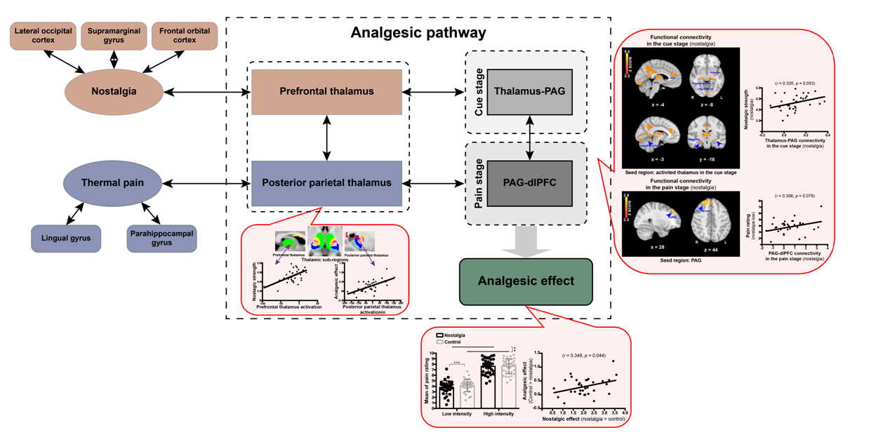 Thalamic Cortices Mediate Nostalgia-induced Pain Relief