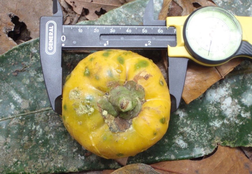 Measuring a megafauna-dispersed fruit in Way Kambas National Park.jpg