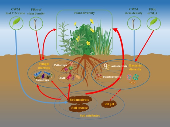 Researchers Unveil Linkages Between Plant Diversity and Soil Microbial Diversity of Different Taxa in grasslands