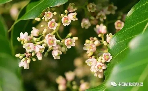 Flowers of Toona ciliata.jpg