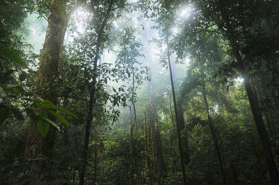 Study Identifies Relationship between Body Size and Soil Community Assembly in Tropical Rainforest