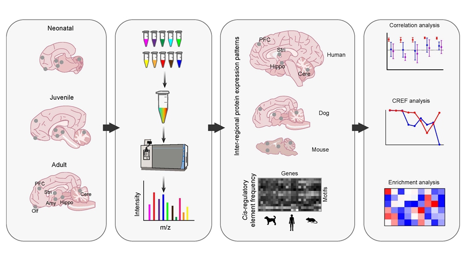 Researchers Construct Spatio-temporal Expression Map of Whole Brain Proteome of Domestic Dogs