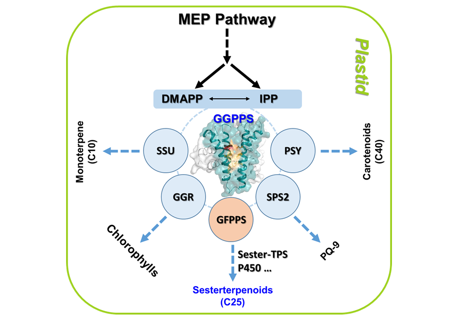 Novel Mechanism Controlling Terpenoid Network in Plants