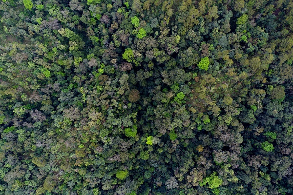 20-ha forest dynamics plot in Xishuangbanna.jpg