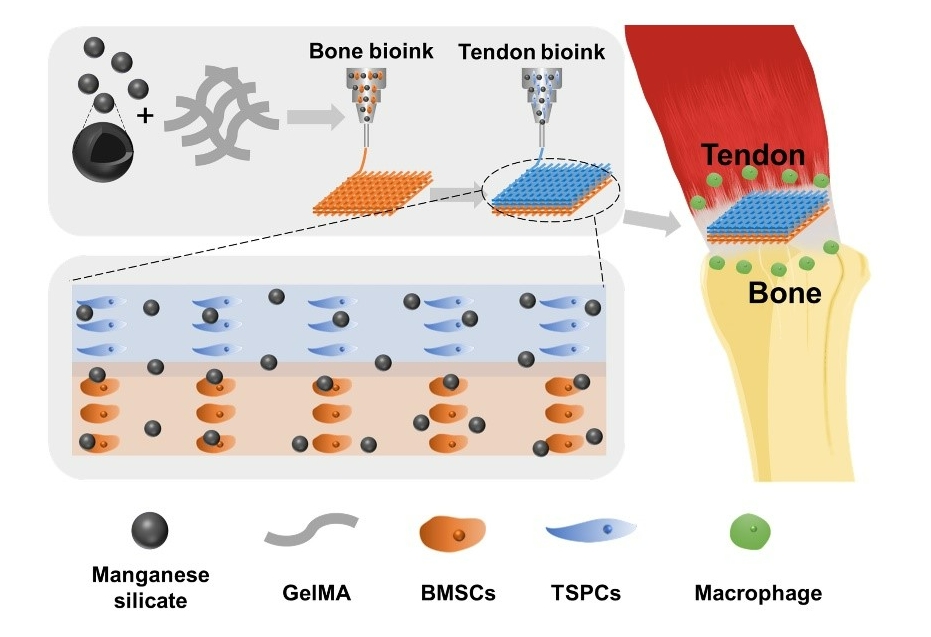 Scientists Develop New Strategy for Treating Tendon–Bone Injuries