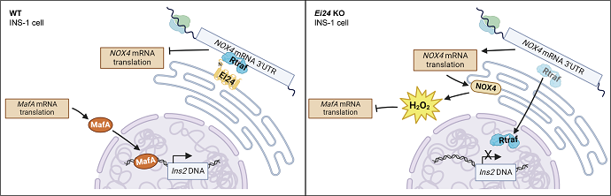 EI24 interacts with the RNA-binding protein RTRAF and Nox4 mRNA 3′-UTR to inhibit the translation of Nox4 in INS-1 cells.png