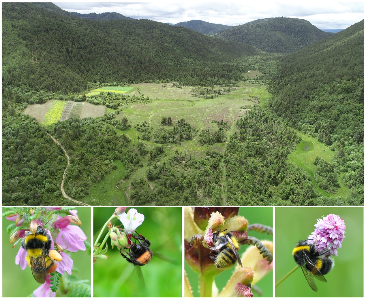The study site and several representative bumblebees(Image by WBG).jpg