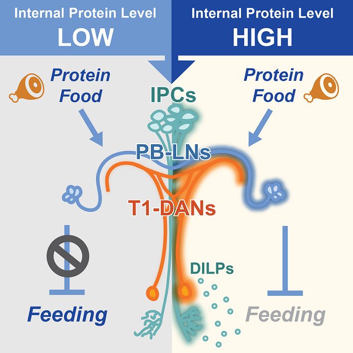 Neural circuitry regulating feeding behavior through a brain-derived insulin signal encoding protein satiety.png