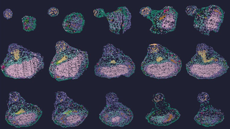 Chinese Scientists Unlock Genetic Code of Soybean Development