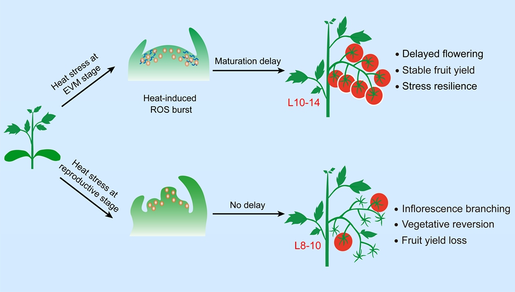 Tomato Plants Delay Shoot Meristem Maturation to Achieve Heat-Stress Resilience