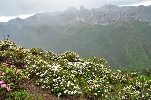 Researchers Show Impact of Mountain Building and Climate Change on Alpine Biodiversity