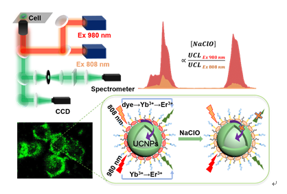 Near-infrared Dual-excitation Upconversion Strategy Developed for Ratiometric Intracellular Detection