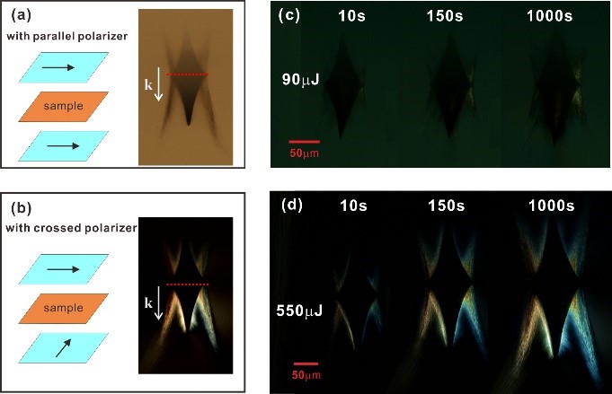 Optical images of the femtosecond laser induced structure.jpg