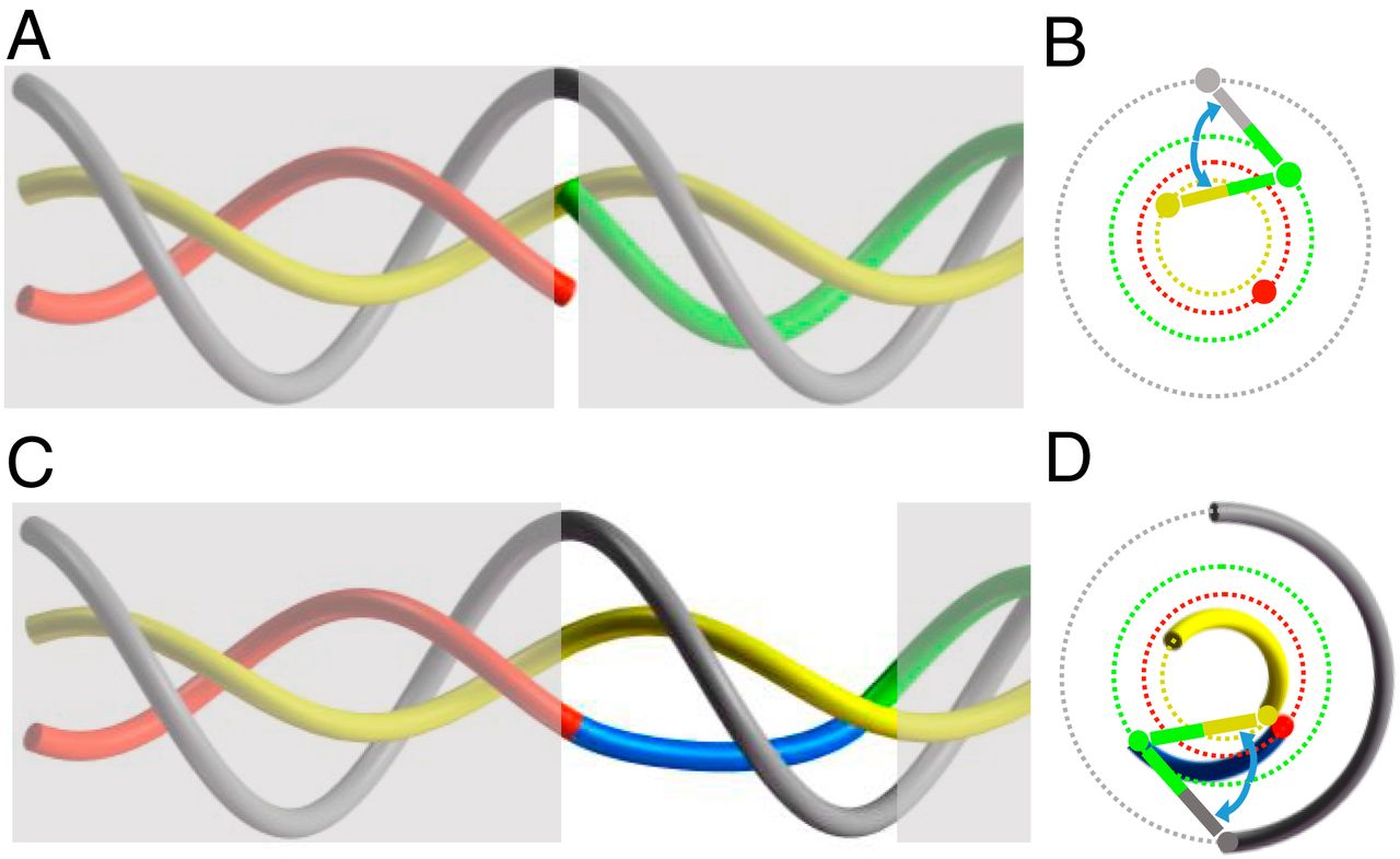 Relative positions of the O (gray), I (yellow), and C (red + blue + green) strands in HR.jpg