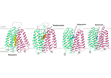 Cryo-EM structures of VMAT2 in complex with distinct ligands.png