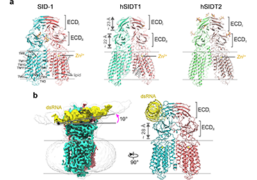 a. Cryo-EM structures of SID-1 homologs; b. the SID-1/dsRNA complex.png