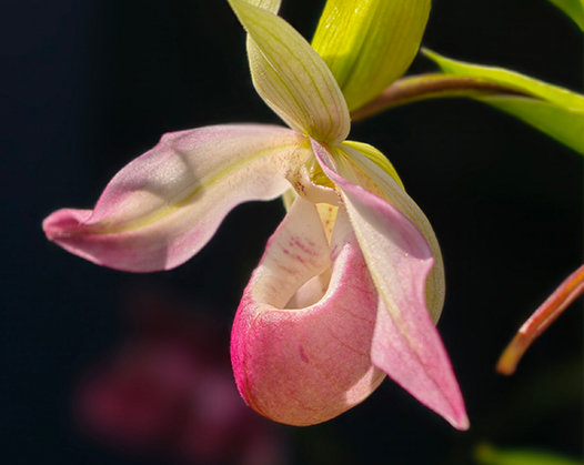 Nearly 400 Orchid Species on Display in Kunming Botanical Garden, SW China's Yunnan