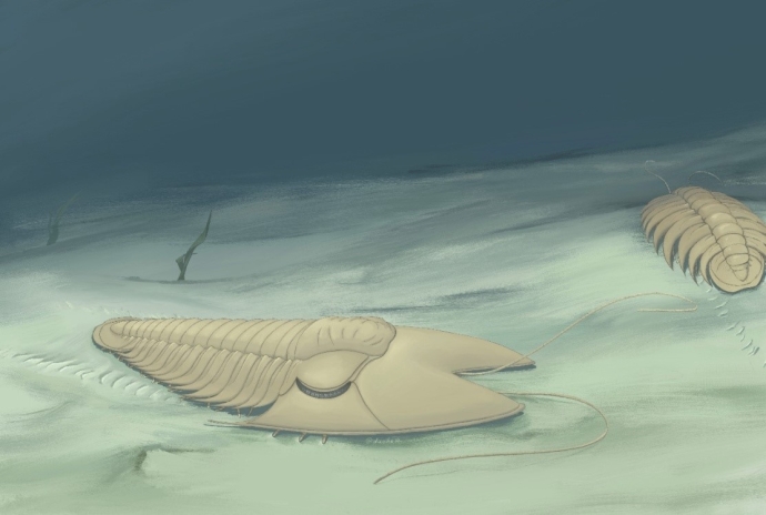 Phantaspis auritus.jpg