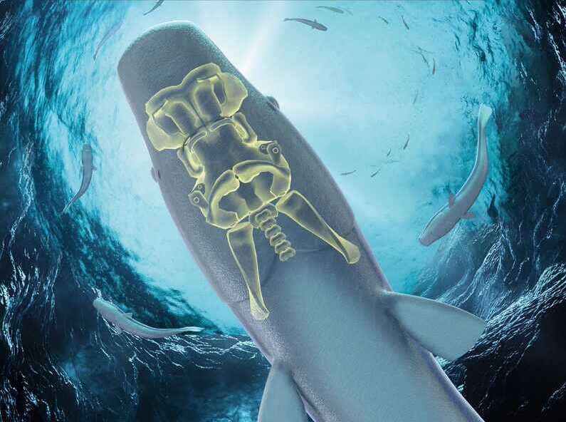 Scientists Unlock Mystery of 400-million-year-old Fish