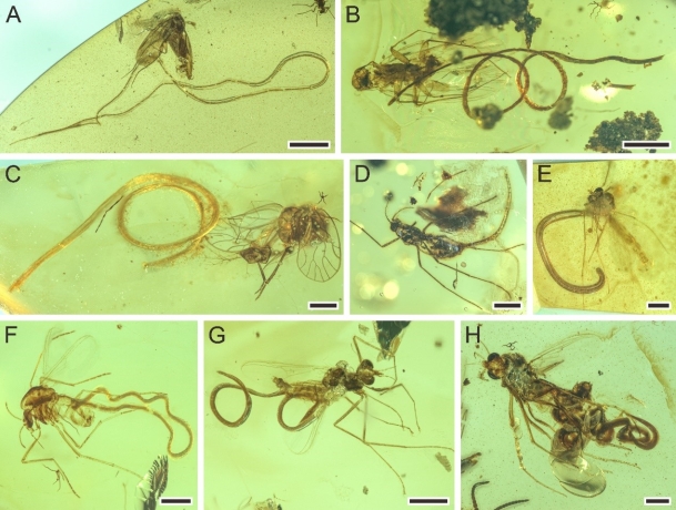 Amber Reveals Evolution of Parasitism of Nematodes