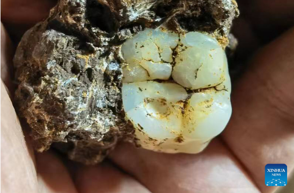 Researchers Reveal Mystery Behind Giant Ape Extinction