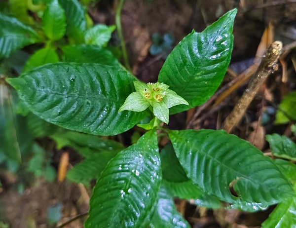 New Rubiaceae Species Found in Yunnan, China