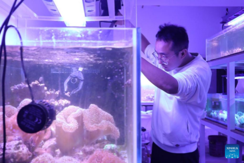 Researcher Safeguards Undersea Garden against Coral Bleaching