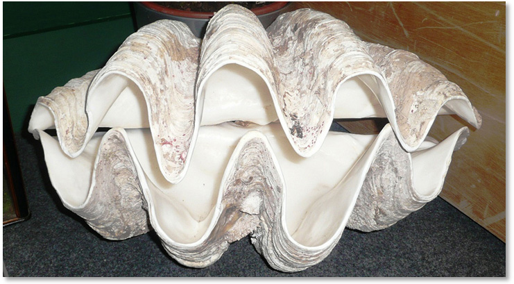 giant clam.jpg