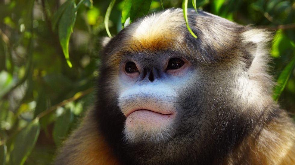 Fanjingshan Biosphere Reserve