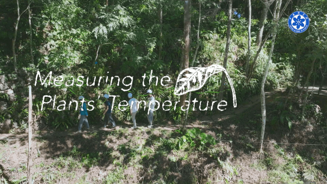 Will the Rainforest Run a Fever?