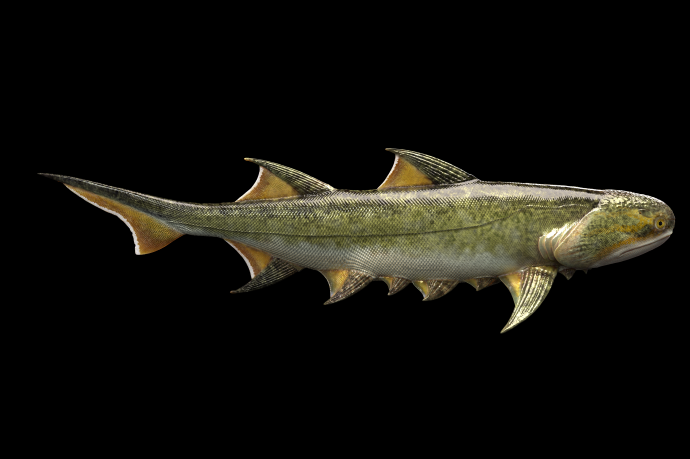 Ancient 'Shark' from China Is Humans' Oldest Jawed Ancestor