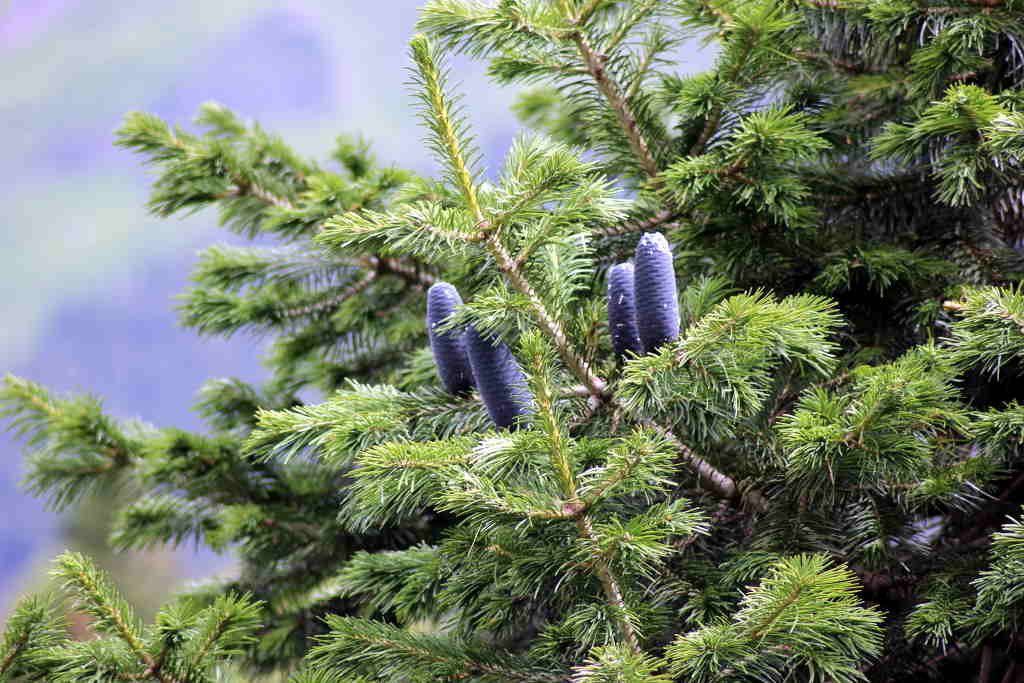 Temperature Is Key Climatic Factor Limiting Growth of Himalayan Silver Fir