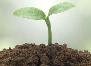 Priming Effect Mediates Soil Carbon Storage under Nitrogen Deposition with Various Chemical Forms