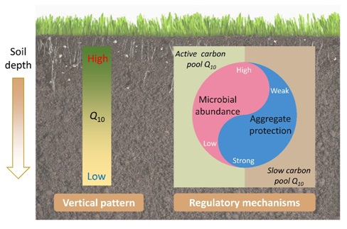 Researchers Reveal Mechanisms for Regulating Temperature Sensitivity of Soil Organic Matter Decomposition in Alpine Grasslands