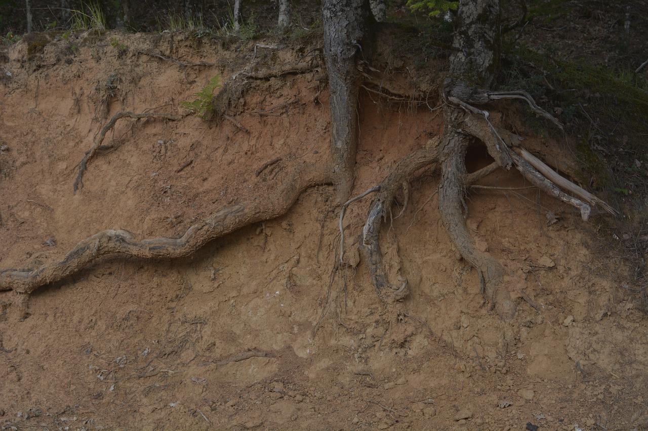 New Hypothesis Explicates Linkage between Mycorrhizal Types of Trees and Forest Soil Nitrogen Cycling