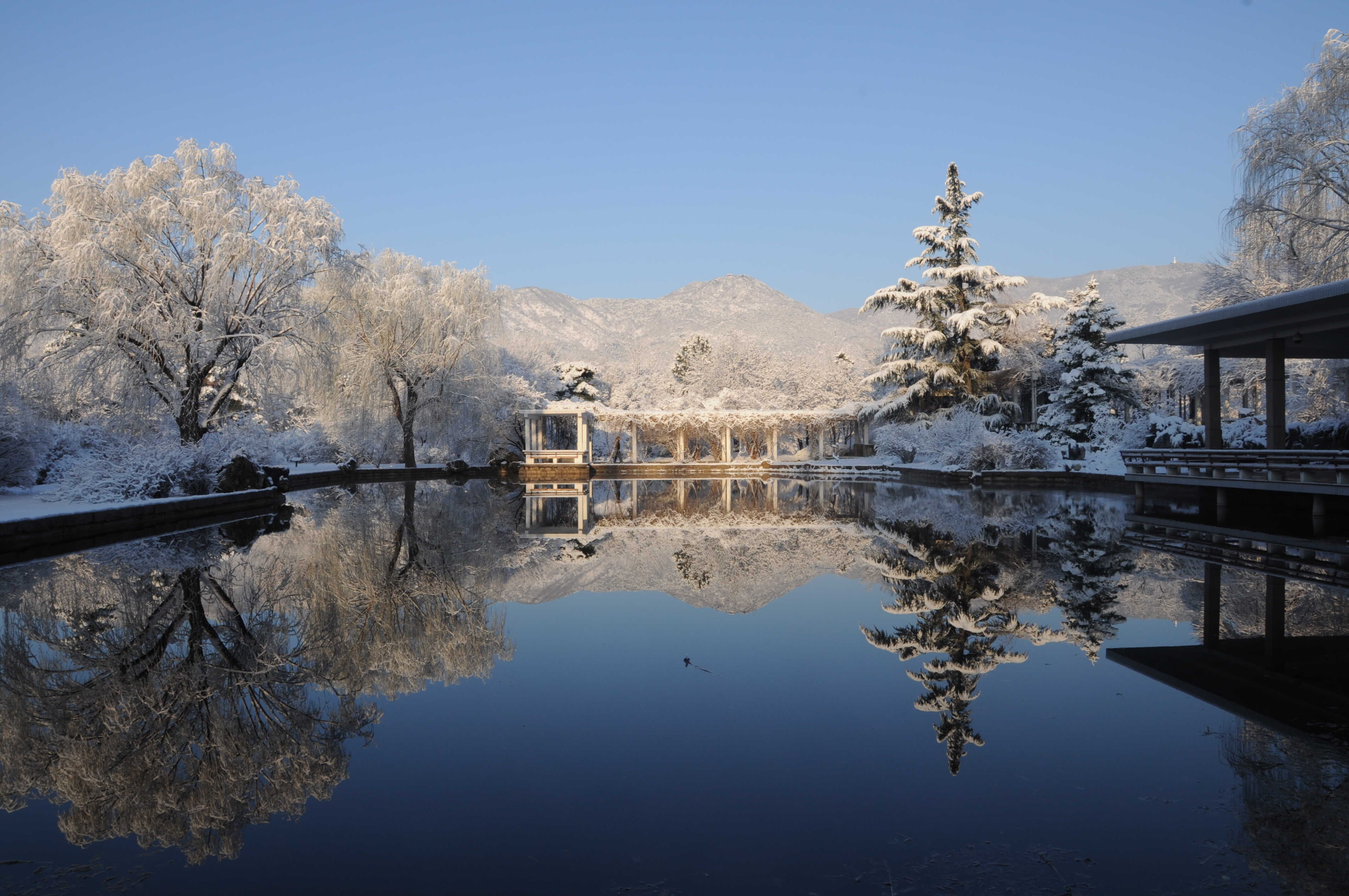 Winter view of a pond in the Institute of Botany