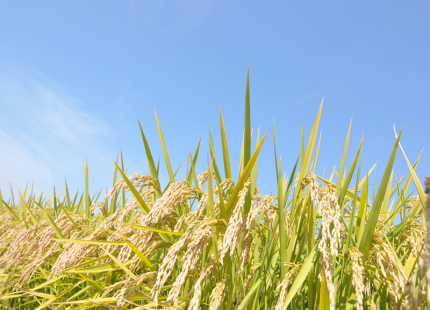 Rice Molecular Design Breeding Helps Variety Upgrade in China