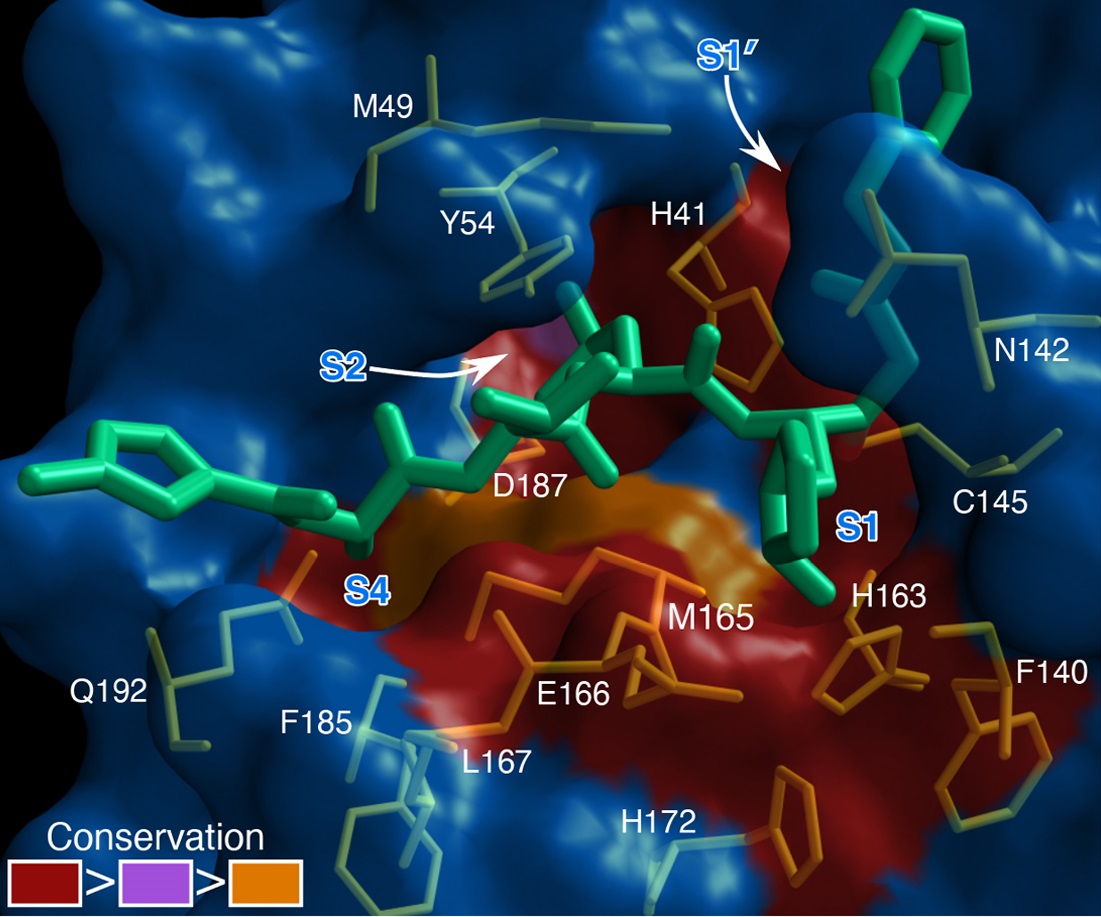 Surface presentation of conserved substrate-binding pockets of 12 CoV Mpros