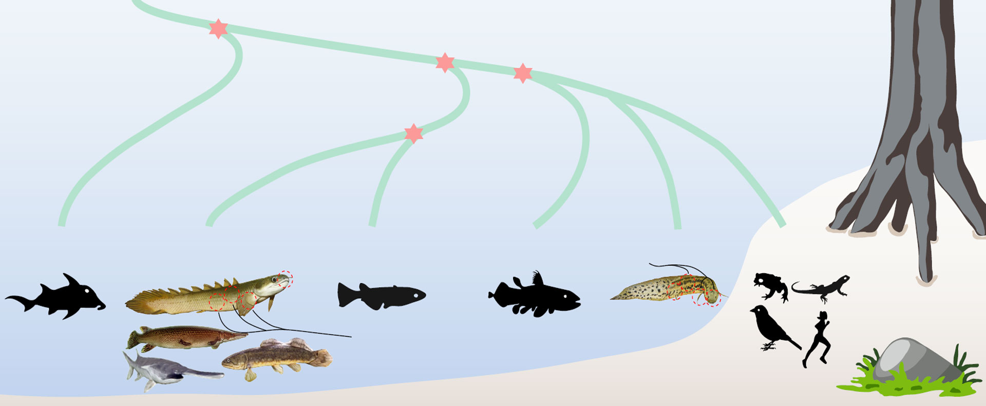 Non-teleost Ray-finned Fishes Exhibit Mosaic Genomic Features of Lobe- and Ray-finned Fishes