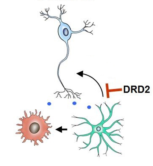 Unraveling Neuroinflammation-suppressive Function of Astrocytic Dopamine D2 Receptor