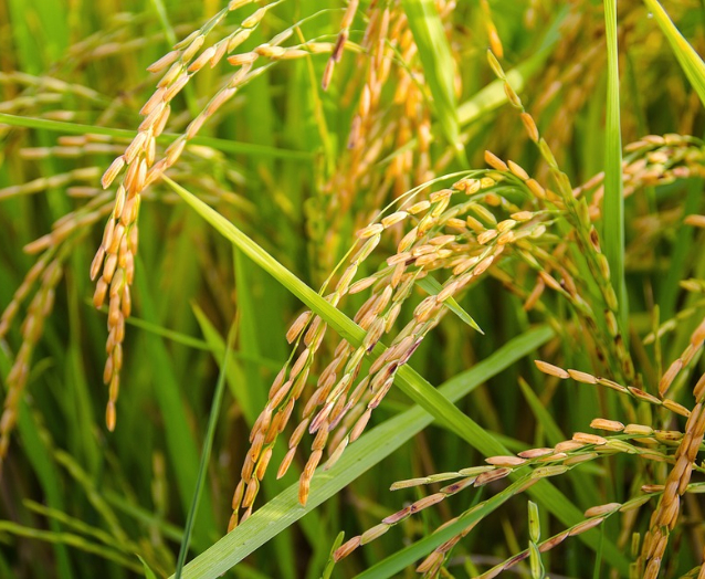 Molecular Genetic Basis of Heterosis for Yield Traits in Rice